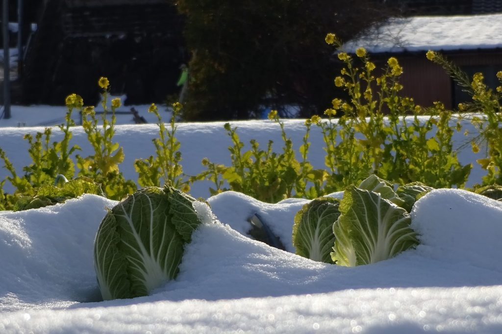冬の白菜畑